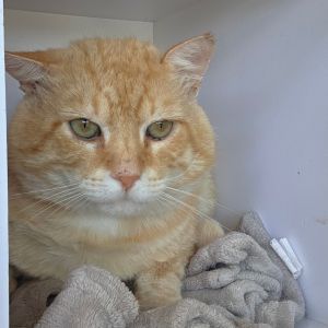King Garfield, Adult Male unknown