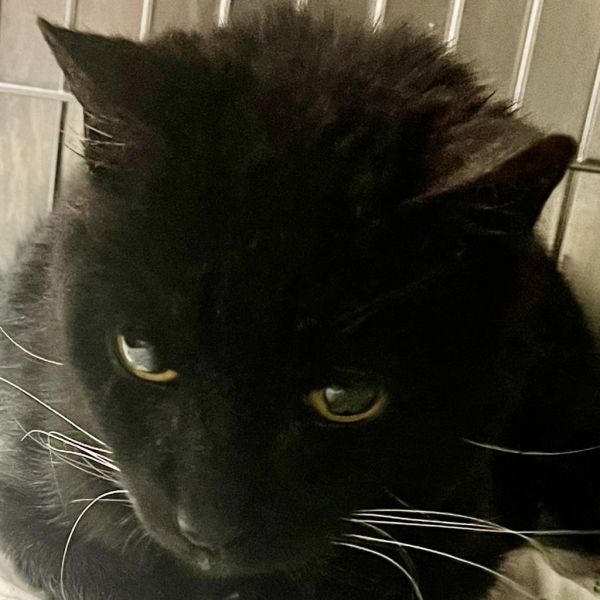 Sylvester