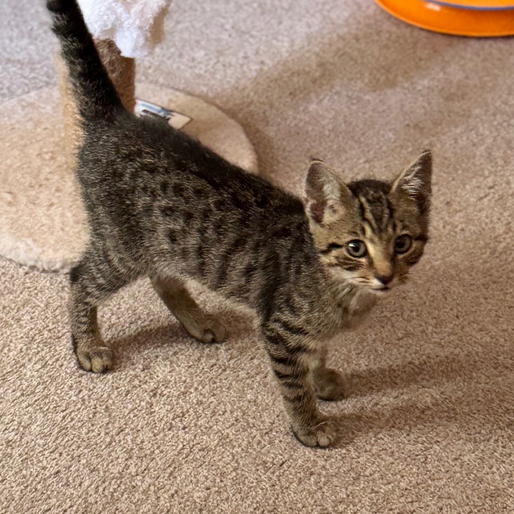 Indie (Petsmart)