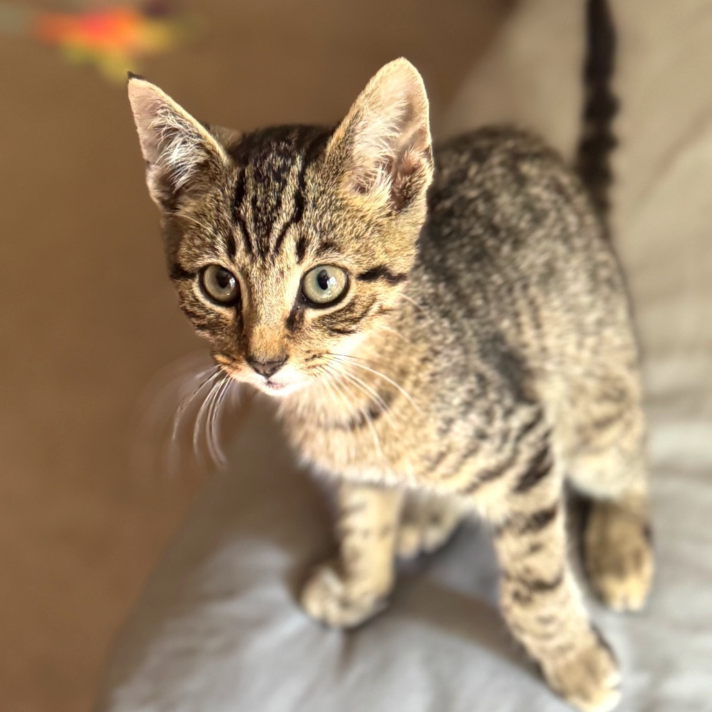 Uncle Sam (Petsmart)
