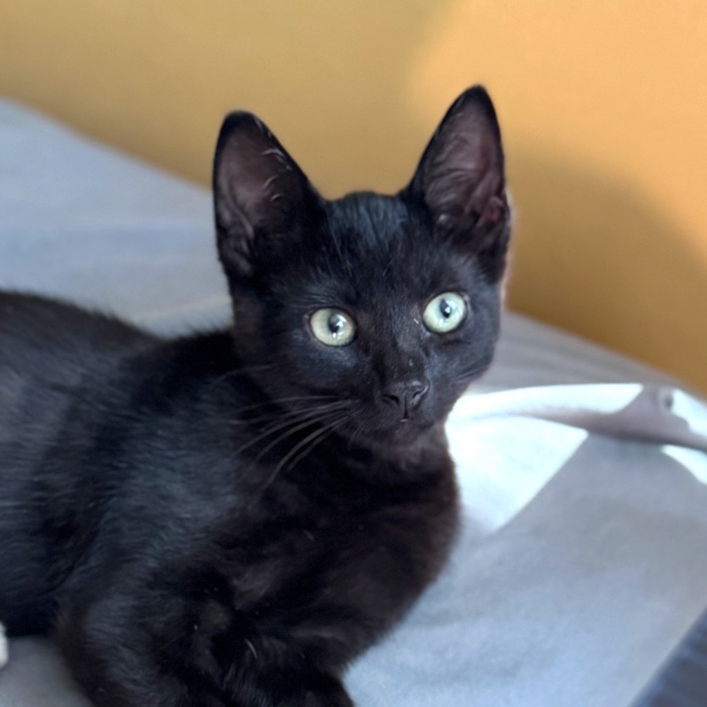 Grill (Petsmart)
