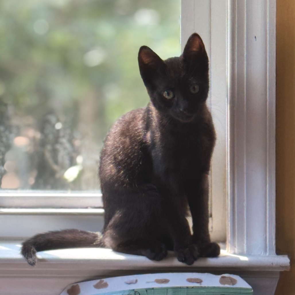 Grill (Petsmart)