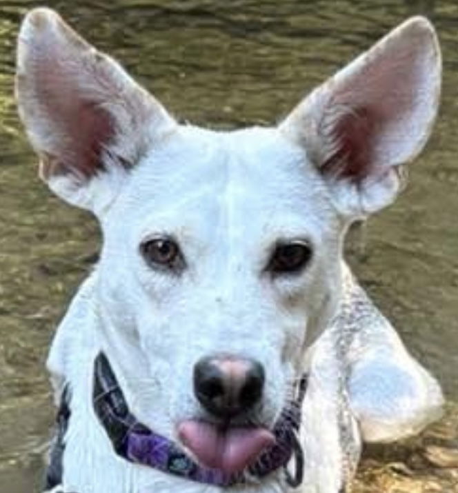 LUMINOX, an adoptable Husky, Labrador Retriever in Minesing, ON, L9X 0C2 | Photo Image 1