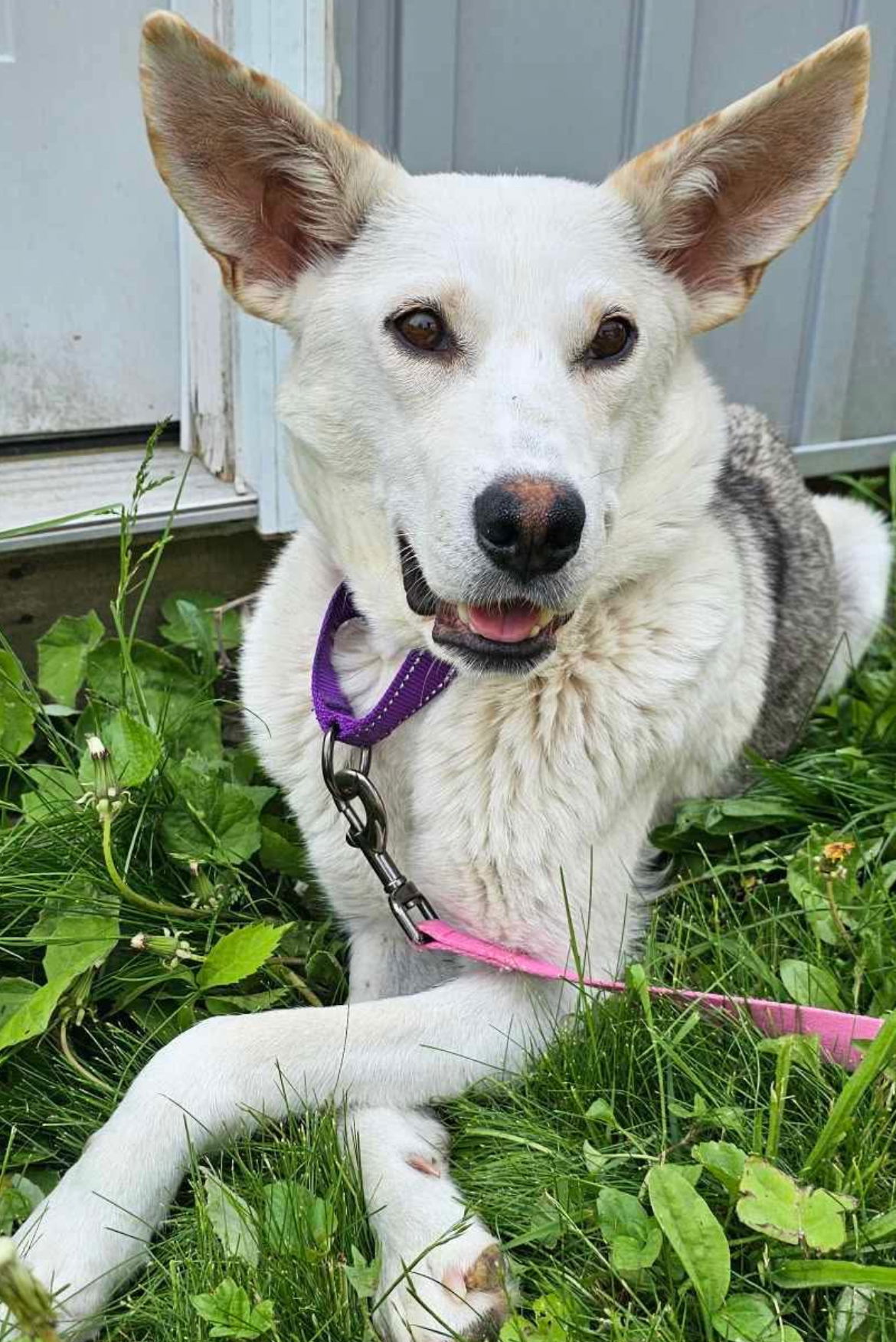 LUMINOX, an adoptable Husky, Labrador Retriever in Minesing, ON, L9X 0C2 | Photo Image 2