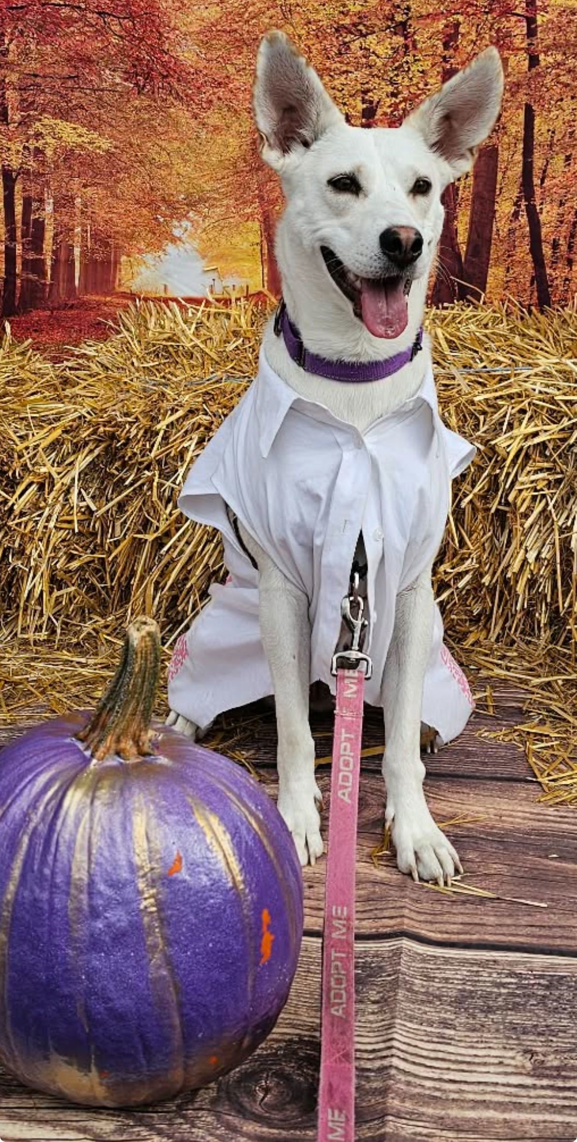 LUMINOX, an adoptable Husky, Labrador Retriever in Minesing, ON, L9X 0C2 | Photo Image 3