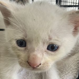 Peppermint (COH-A-64061), Baby Male unknown