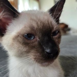 Baby Blue, Baby Male unknown