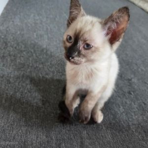 Duchess, Baby Female unknown