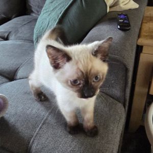Daisy, Baby Female unknown