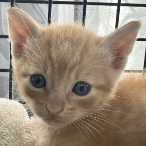 Cinnamon (COH-A-64060), Baby Male unknown