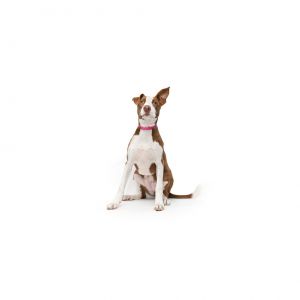 Lola Mixed Breed Dog