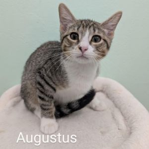 Augustus, Baby Male unknown