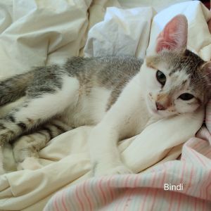 Beindi, Baby Female unknown