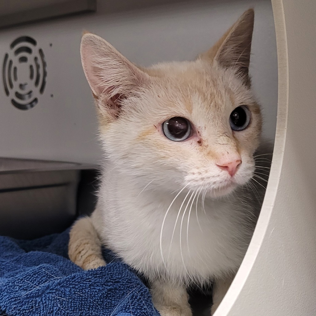 Pearl, an adoptable Siamese, Domestic Short Hair in Bismarck, ND, 58507 | Photo Image 2