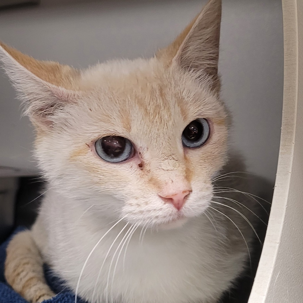 Pearl, an adoptable Siamese, Domestic Short Hair in Bismarck, ND, 58507 | Photo Image 3