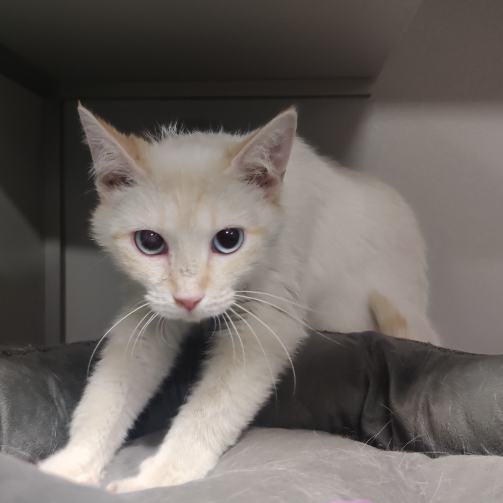Pearl, an adoptable Siamese, Domestic Short Hair in Bismarck, ND, 58507 | Photo Image 4