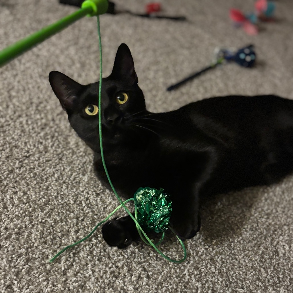 Maddie, an adoptable Domestic Short Hair in Bismarck, ND, 58507 | Photo Image 1