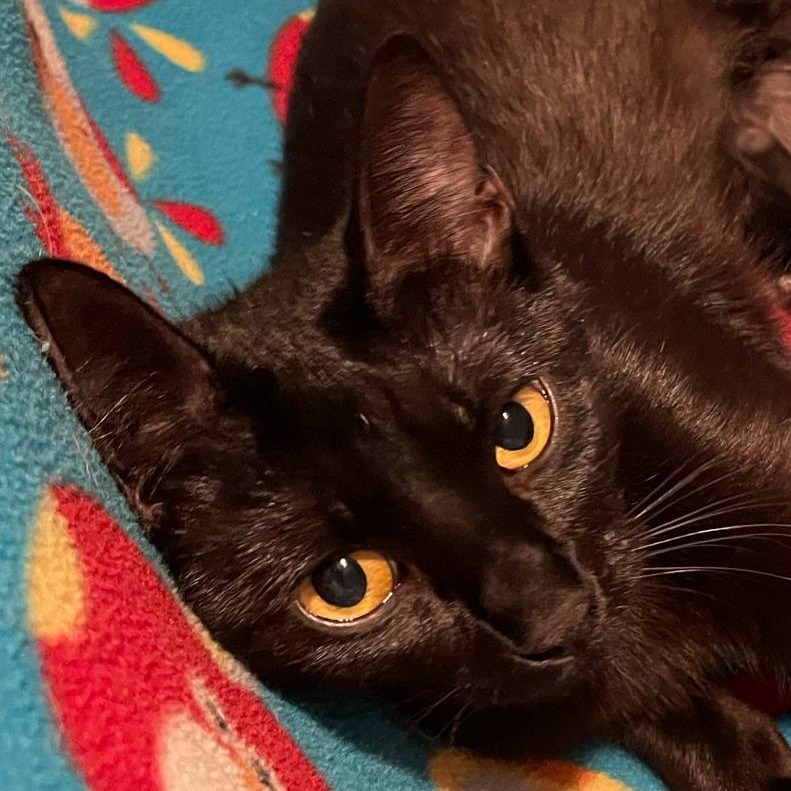 Maddie, an adoptable Domestic Short Hair in Bismarck, ND, 58507 | Photo Image 2