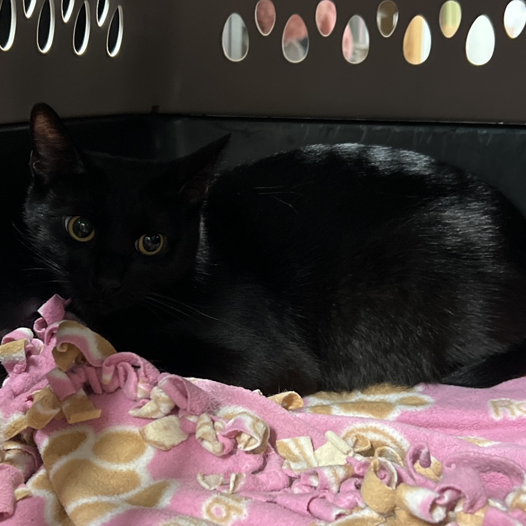 Maddie, an adoptable Domestic Short Hair in Bismarck, ND, 58507 | Photo Image 3