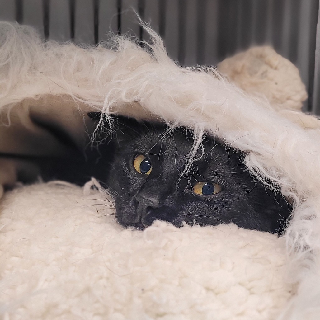 Maddie, an adoptable Domestic Short Hair in Bismarck, ND, 58507 | Photo Image 4