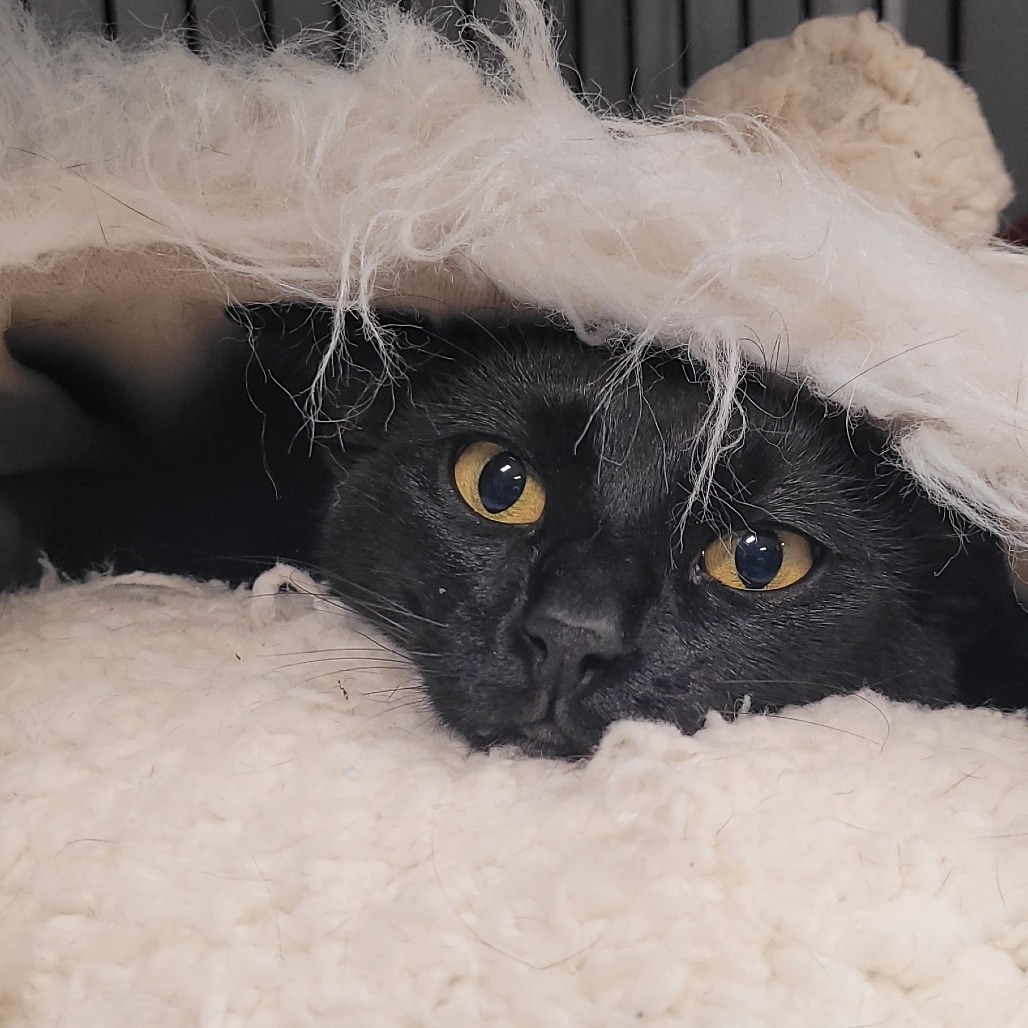 Maddie, an adoptable Domestic Short Hair in Bismarck, ND, 58507 | Photo Image 5