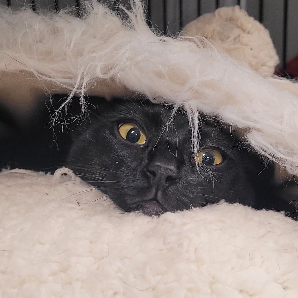 Maddie, an adoptable Domestic Short Hair in Bismarck, ND, 58507 | Photo Image 6