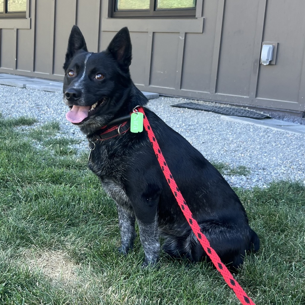 Torpedo, an adoptable Mixed Breed in Hailey, ID, 83333 | Photo Image 1