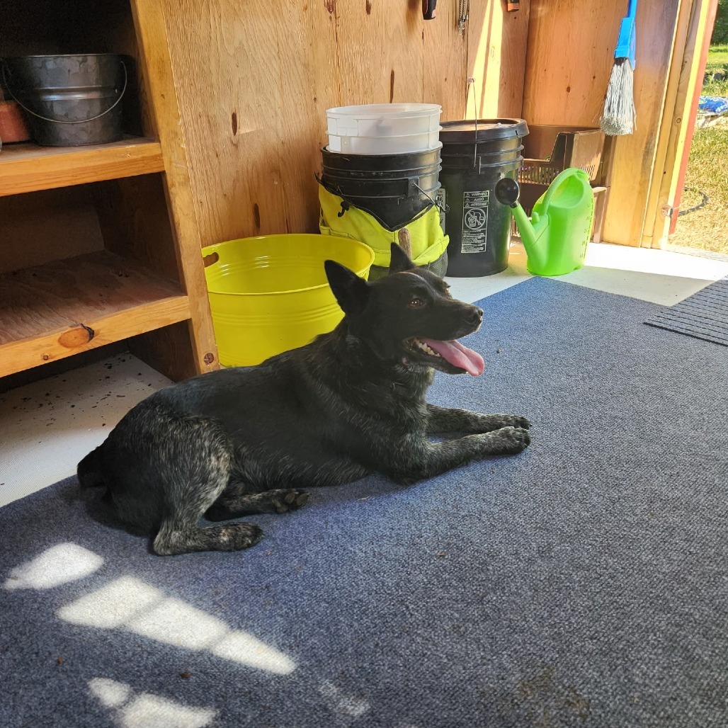Torpedo, an adoptable Mixed Breed in Hailey, ID, 83333 | Photo Image 2