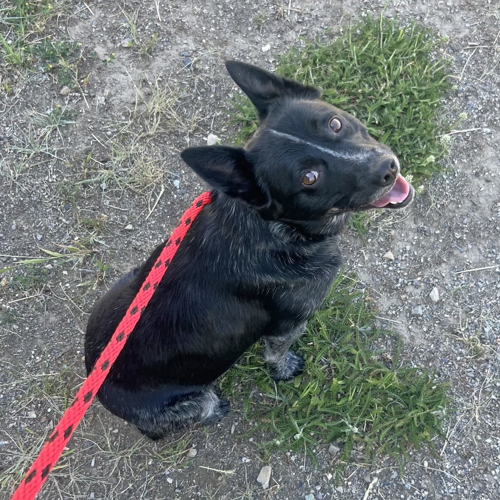 Torpedo, an adoptable Mixed Breed in Hailey, ID, 83333 | Photo Image 3
