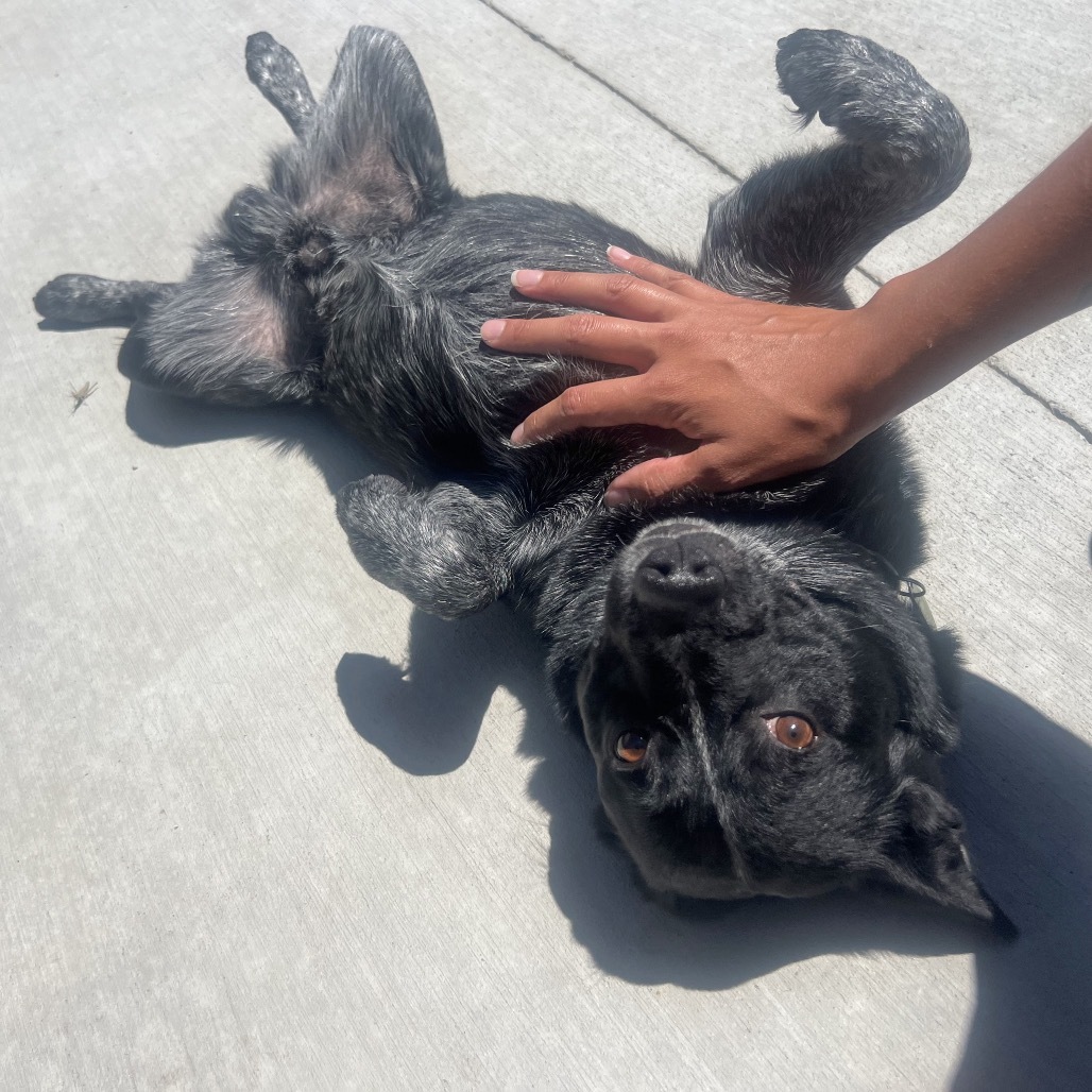 Torpedo, an adoptable Mixed Breed in Hailey, ID, 83333 | Photo Image 4