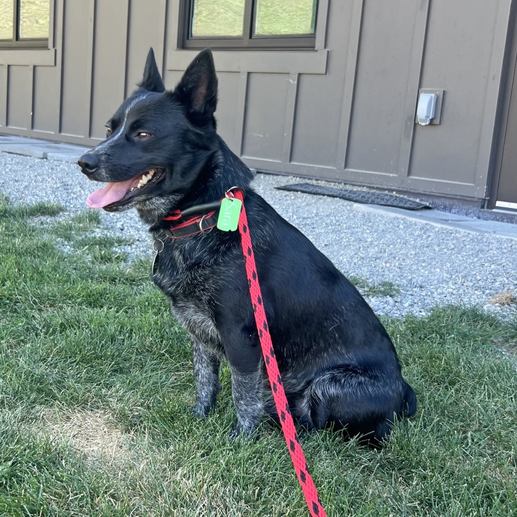Torpedo, an adoptable Mixed Breed in Hailey, ID, 83333 | Photo Image 5
