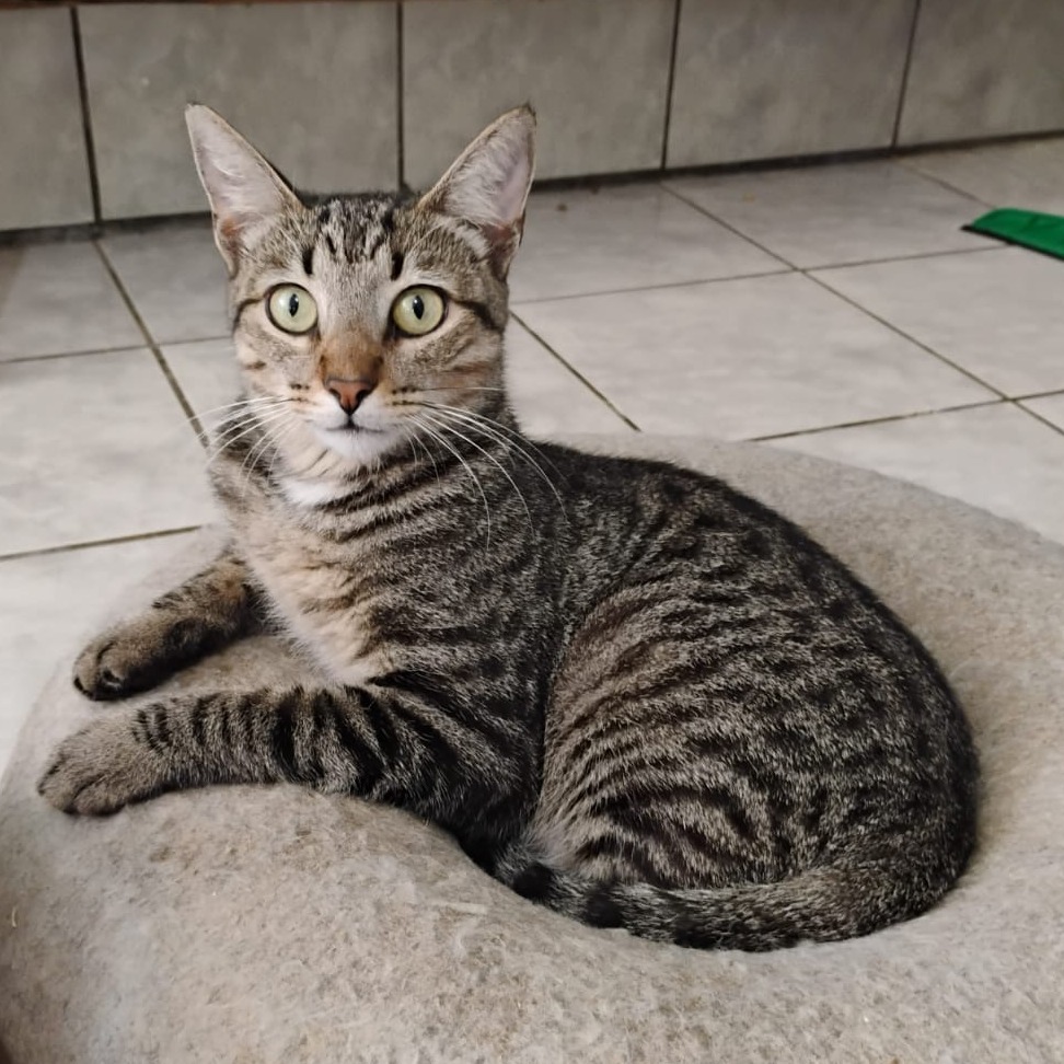 Frito, an adoptable Domestic Short Hair in Vieques, PR, 00765 | Photo Image 1