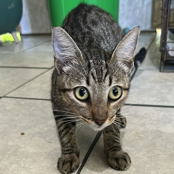 Frito, an adoptable Domestic Short Hair in Vieques, PR, 00765 | Photo Image 2