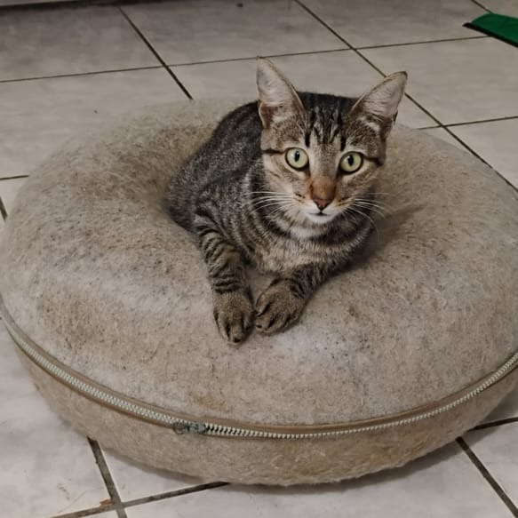 Frito, an adoptable Domestic Short Hair in Vieques, PR, 00765 | Photo Image 3