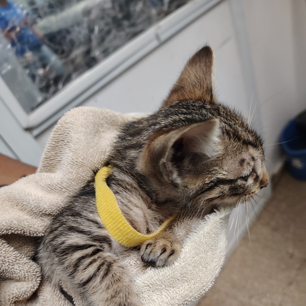 Guineo, an adoptable Domestic Short Hair in Vieques, PR, 00765 | Photo Image 2