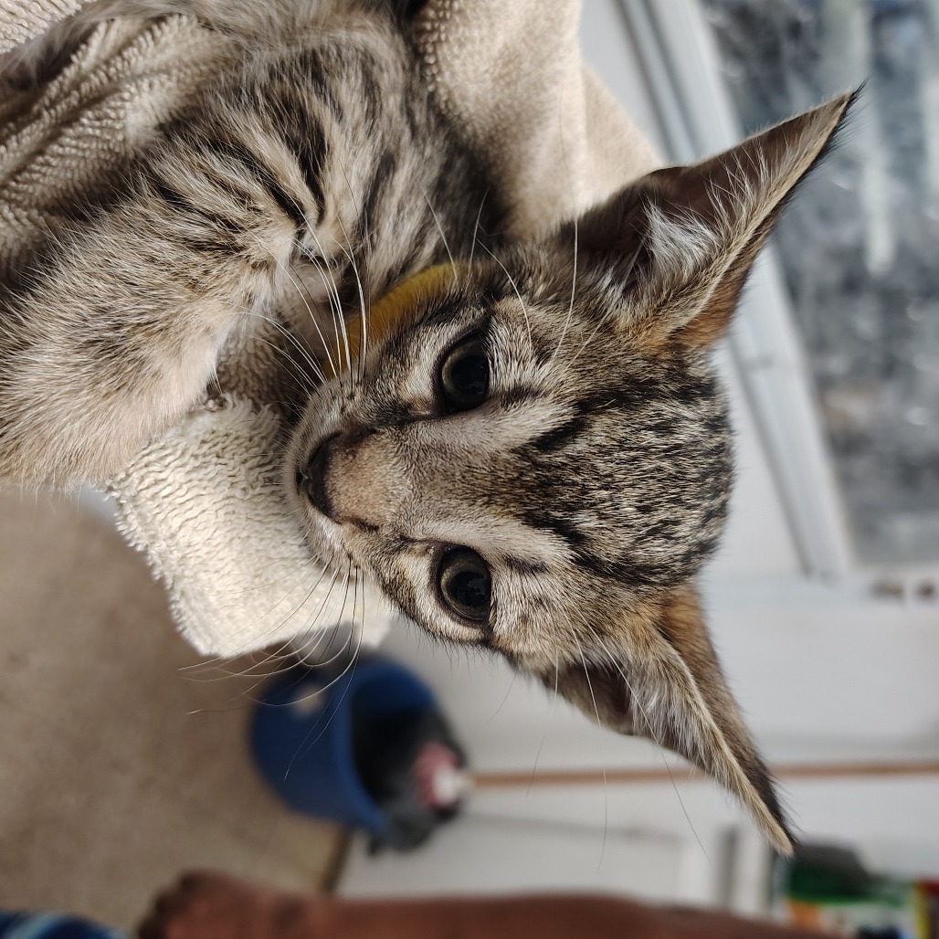 Guineo, an adoptable Domestic Short Hair in Vieques, PR, 00765 | Photo Image 3