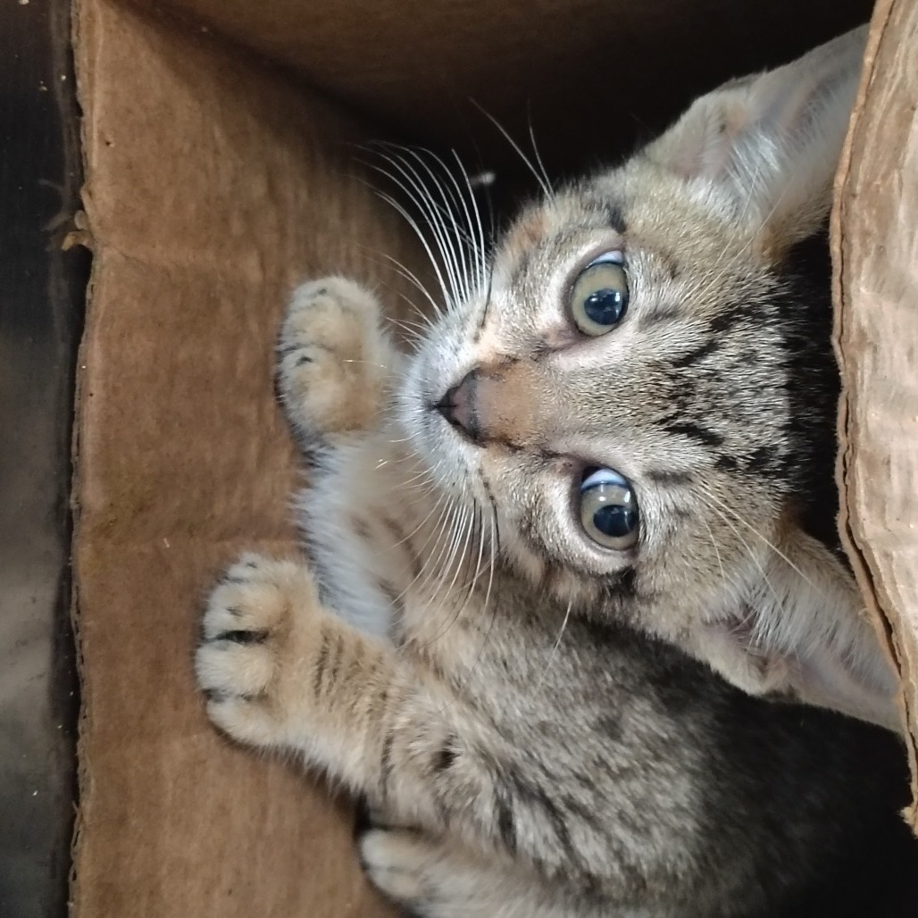 Guineo, an adoptable Domestic Short Hair in Vieques, PR, 00765 | Photo Image 4
