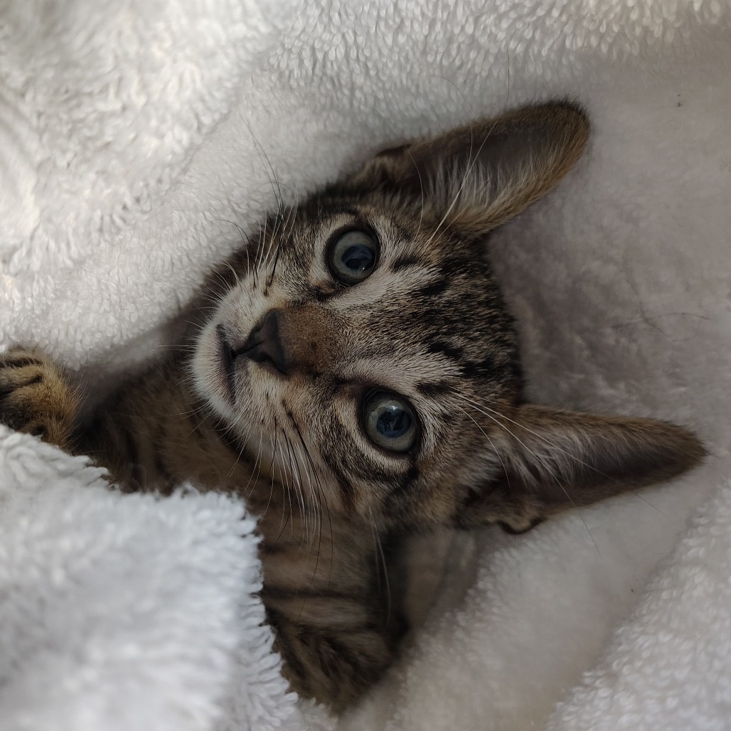 Amarillo, an adoptable Domestic Short Hair in Vieques, PR, 00765 | Photo Image 1