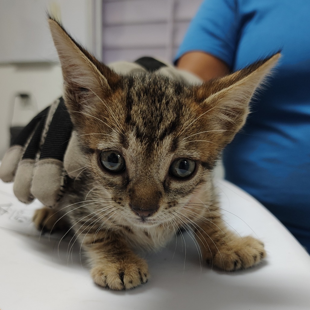 Amarillo, an adoptable Domestic Short Hair in Vieques, PR, 00765 | Photo Image 2