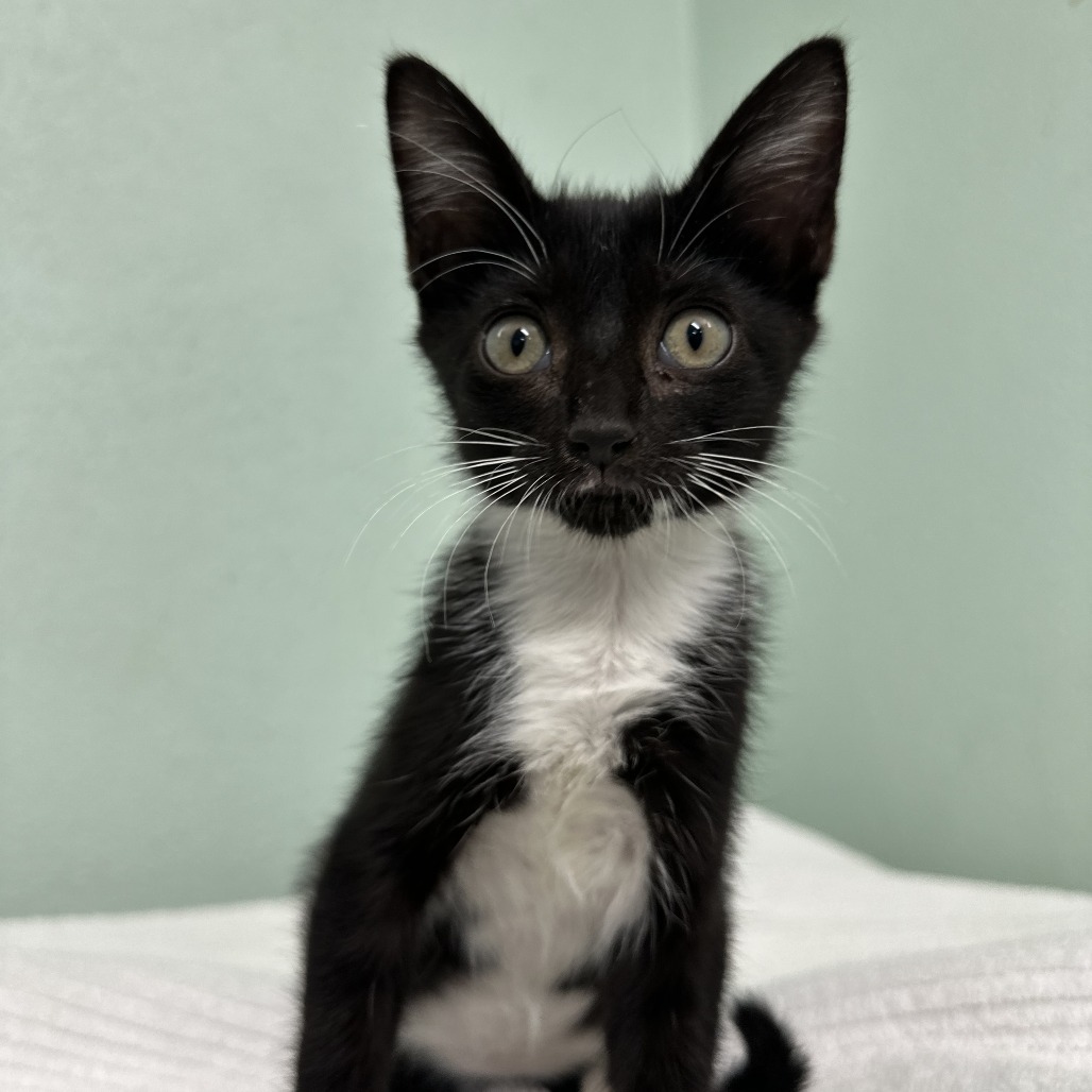 Chamela, an adoptable Domestic Short Hair in Vieques, PR, 00765 | Photo Image 1