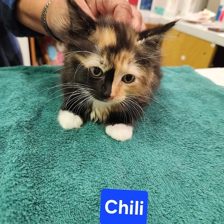 Chili