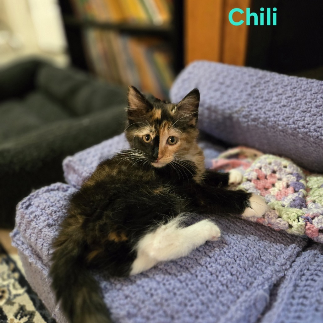 Chili