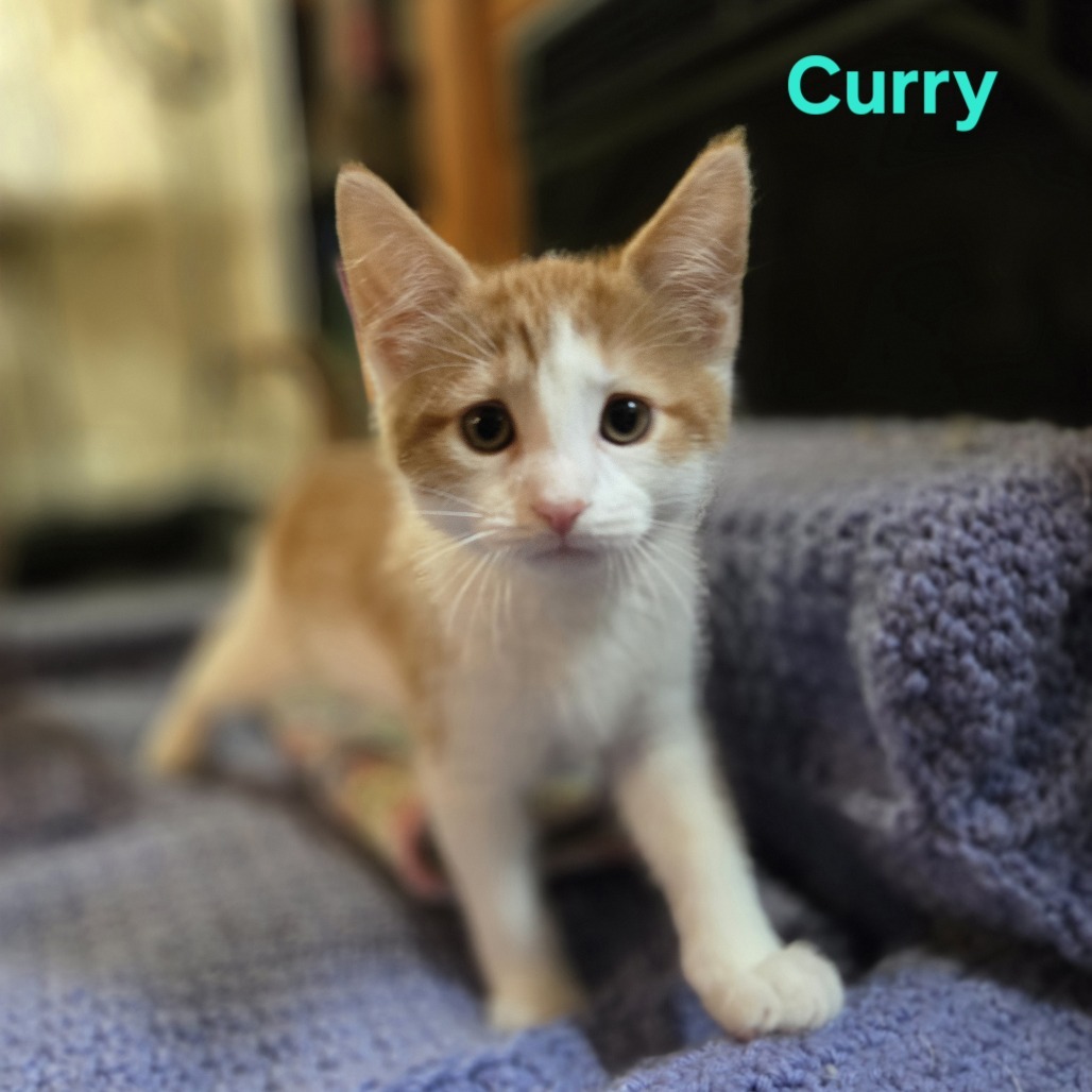 Curry