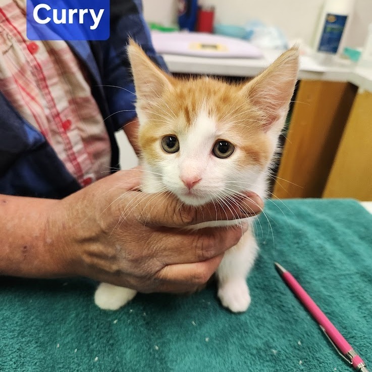 Curry