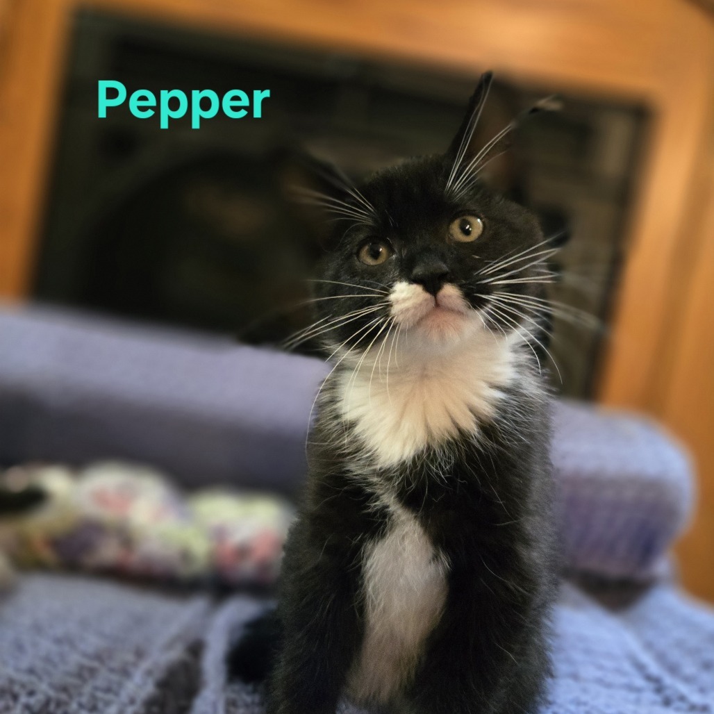 Pepper