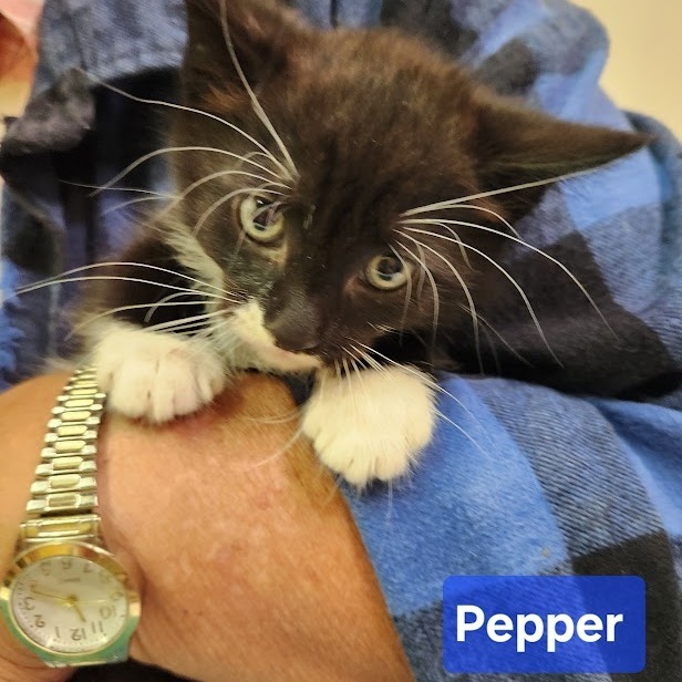 Pepper