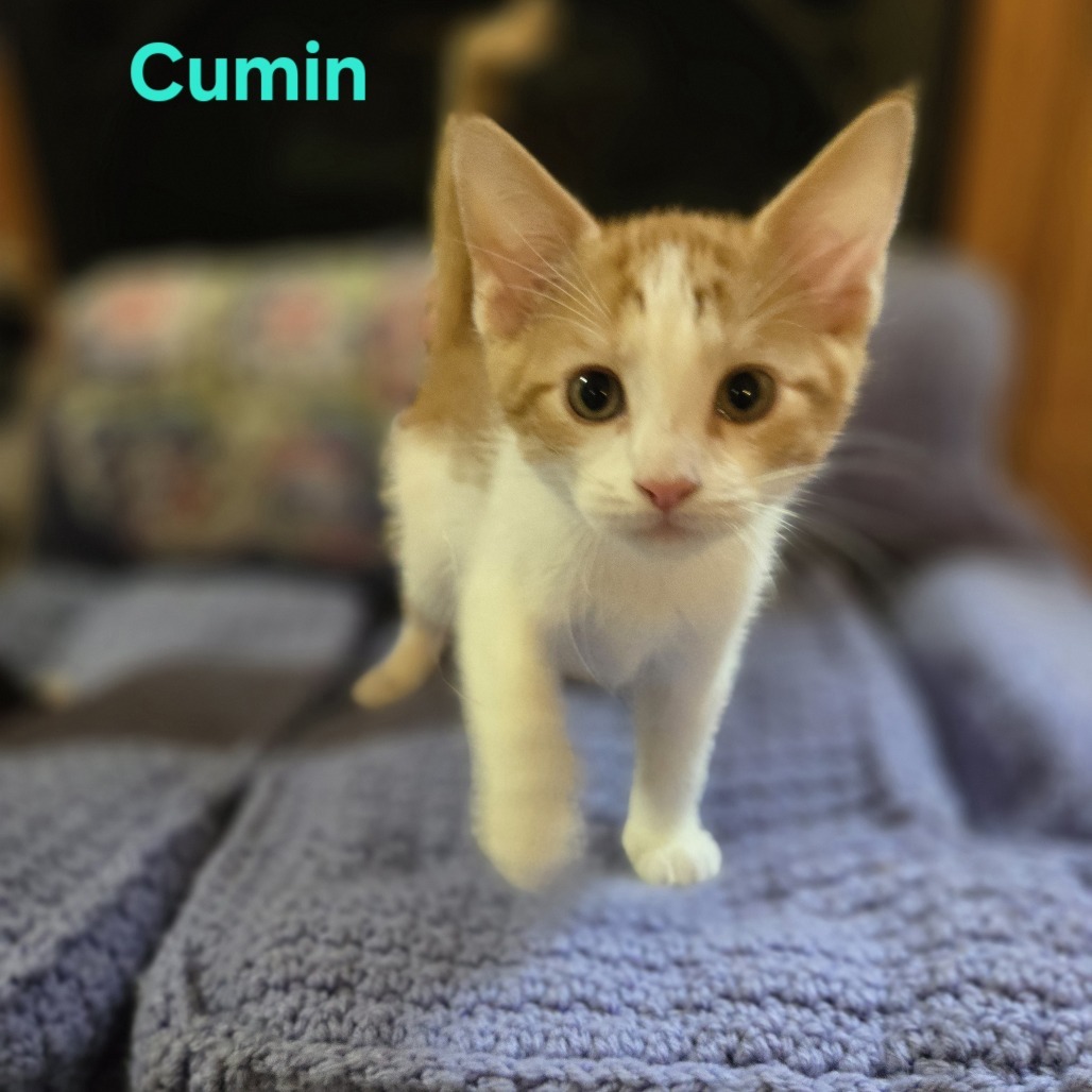 Cumin