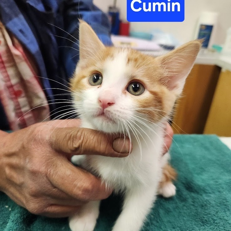 Cumin