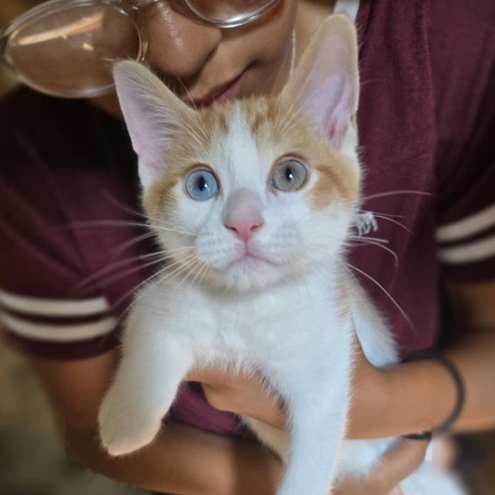 Cinnamon