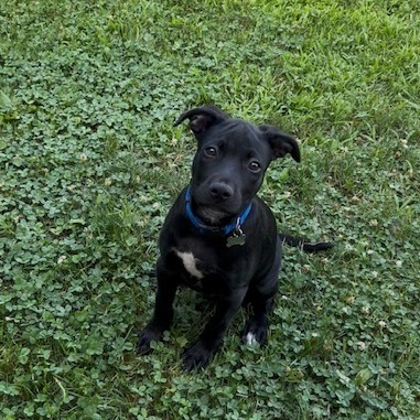 Eli
